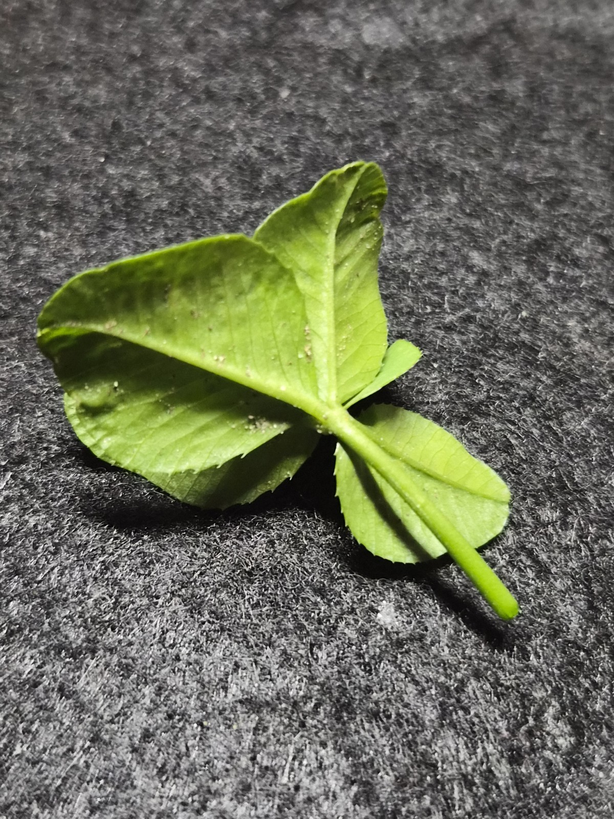 5 Leaf Clover, Yes 5 Leaf Clover I Found In My Backyard