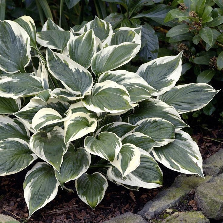 HOSTA ‘MINUTEMAN’ HARDY PERENNIAL SHADE PLANT – THE BEST GREEN & WHITE FOLIAGE!!