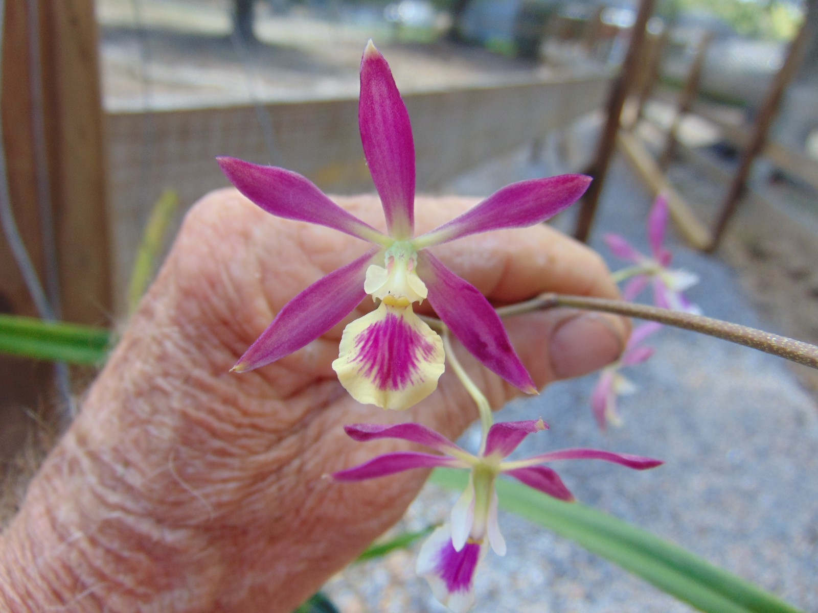 Encyclia guadalupeae X Encyclia tampensis FLOWERS 6″ pot Primary LARGE PLANT B