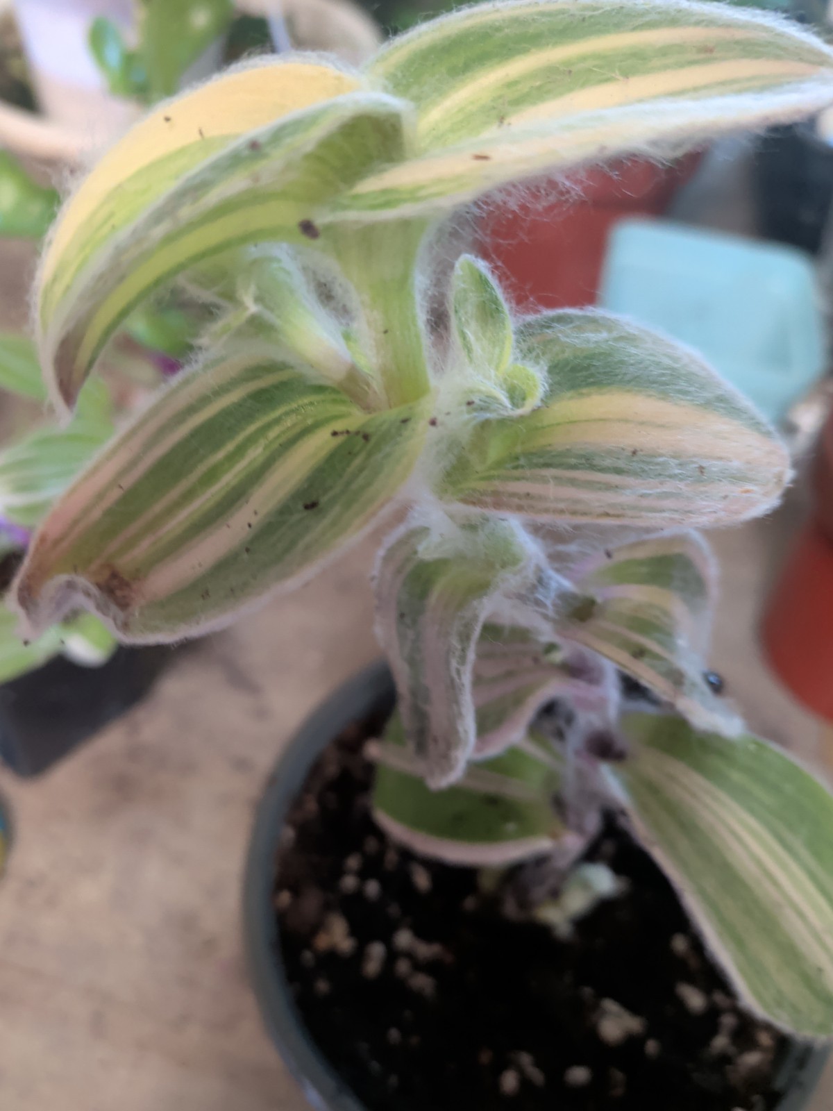 Green & Yellow Fuzzy Tradescantia In 3″ Pot