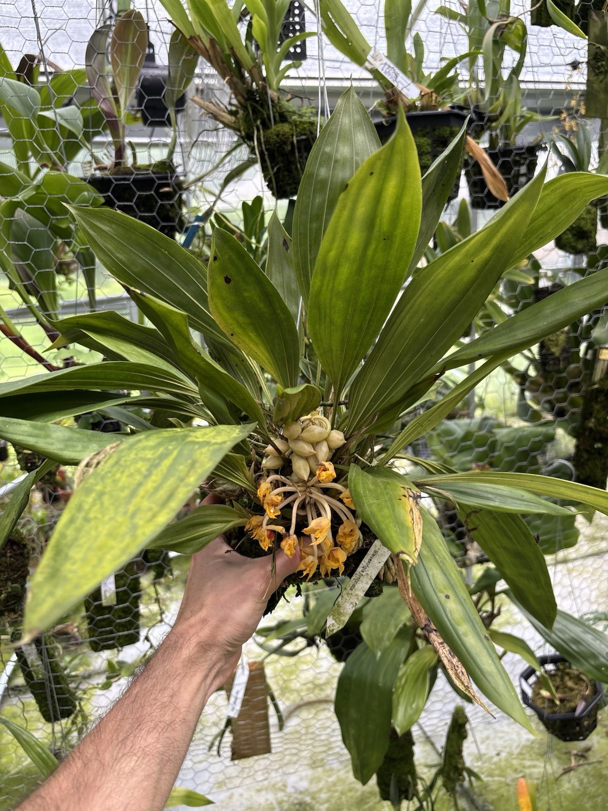 Sievekingia fimbriata XXL MANY SPIKES compact Orchid Species Stanhopea