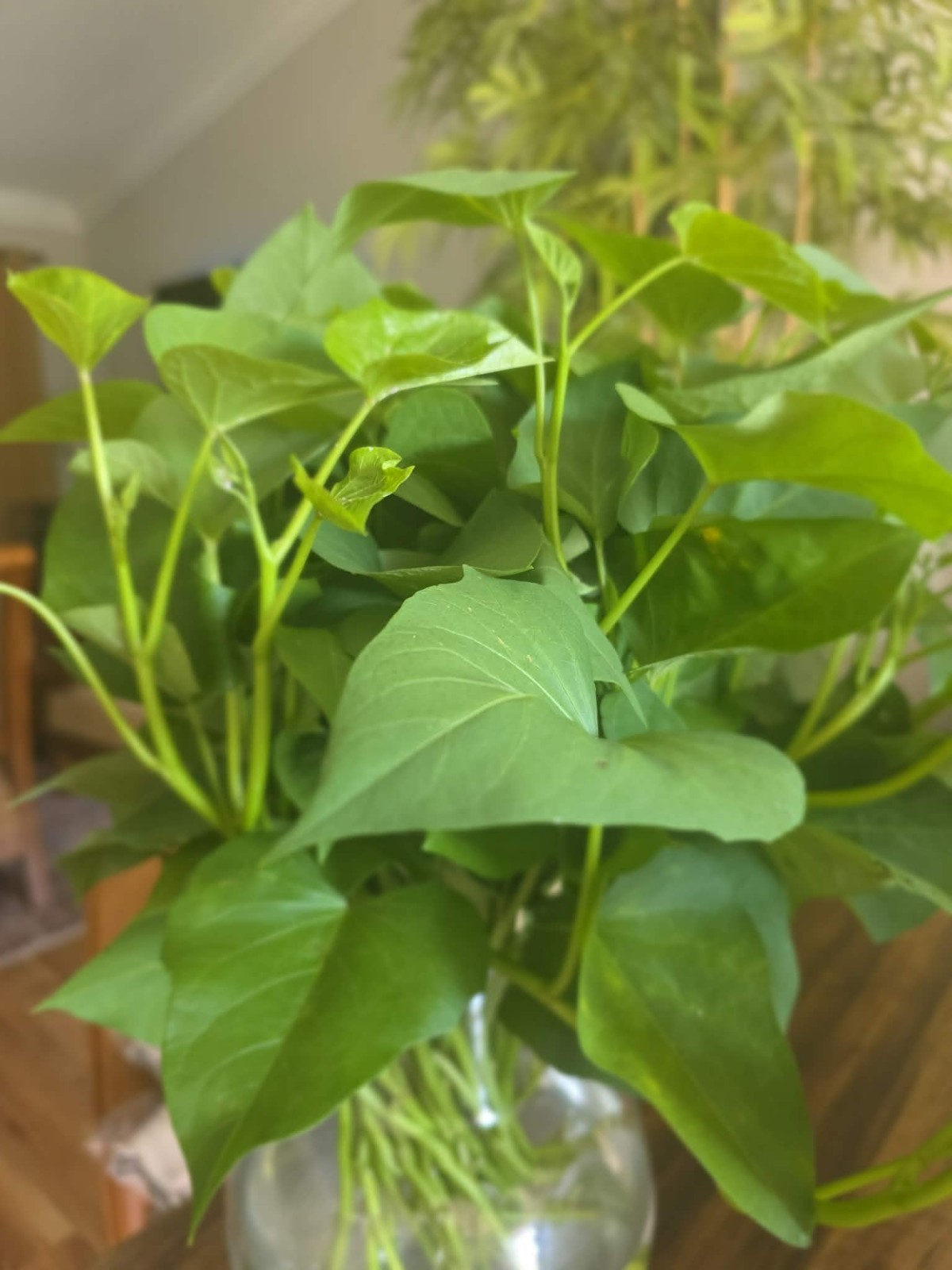 10 Rooted Sweet Potato Slips Mix – 5 Okinawa Hawaiian + 5 Korean Yellow Goguma