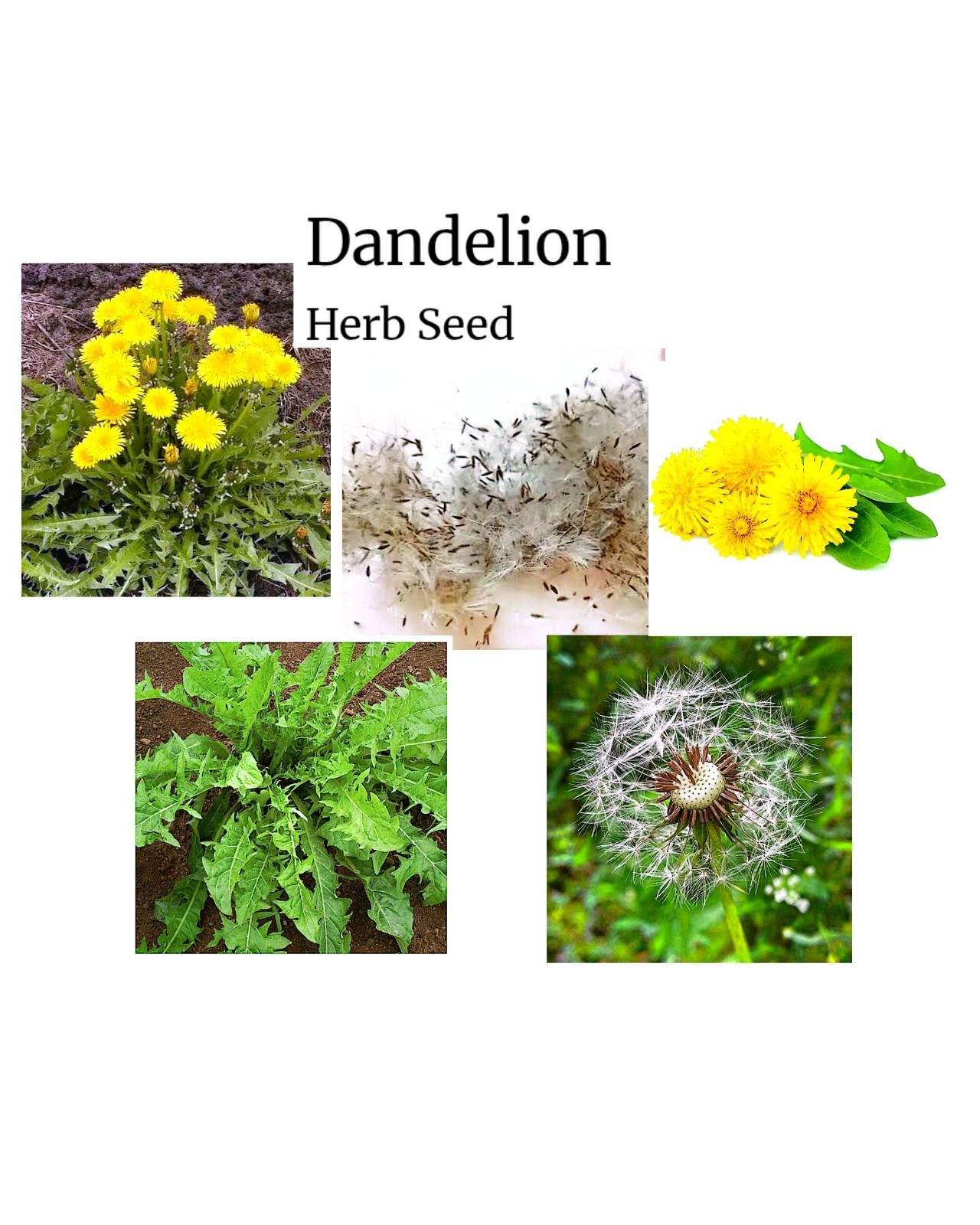 200+ Organic Heirloom True Dandelion (Taraxacum Officinale) Herb Seeds