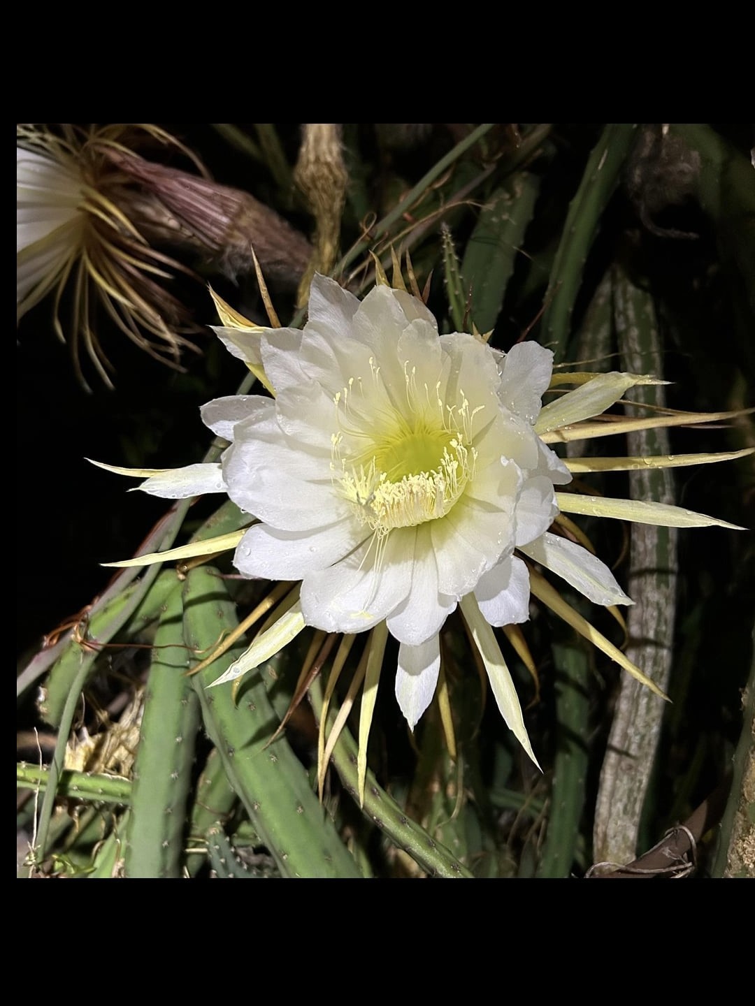 Queen Of The Night Blooming Cactus rooted Cereus Selenicereus Grandiflorus Gift