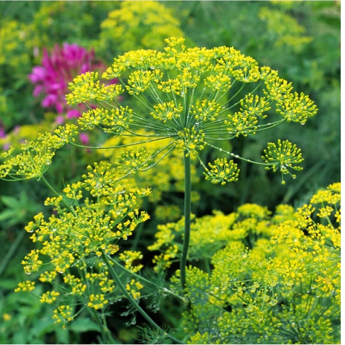 Bouquet Dill Herb | 50+ Heirloom~ Non-GMO~ Organic. USA. Free Shipping.