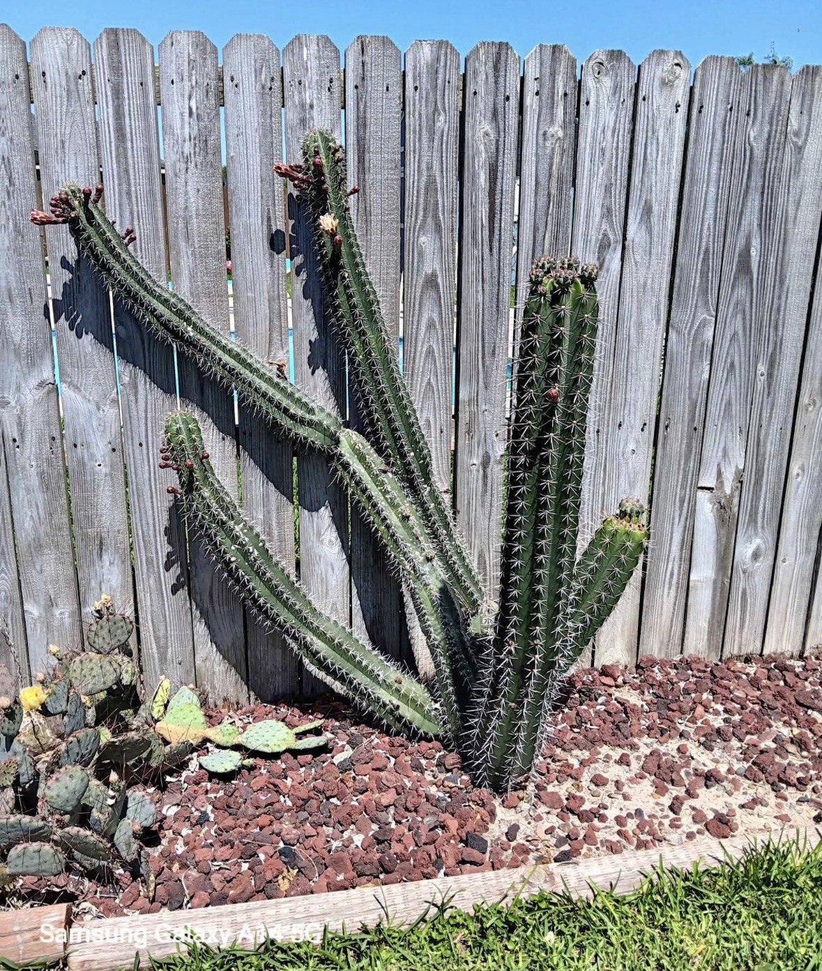 Exact 8 Inch Stenocereus griseus cactus cutting plant Texas US