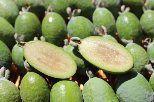 Dwarf Pineapple Guava tree {Feijoa sellowiana} seeds 10+seeds Free U.S. Shipping