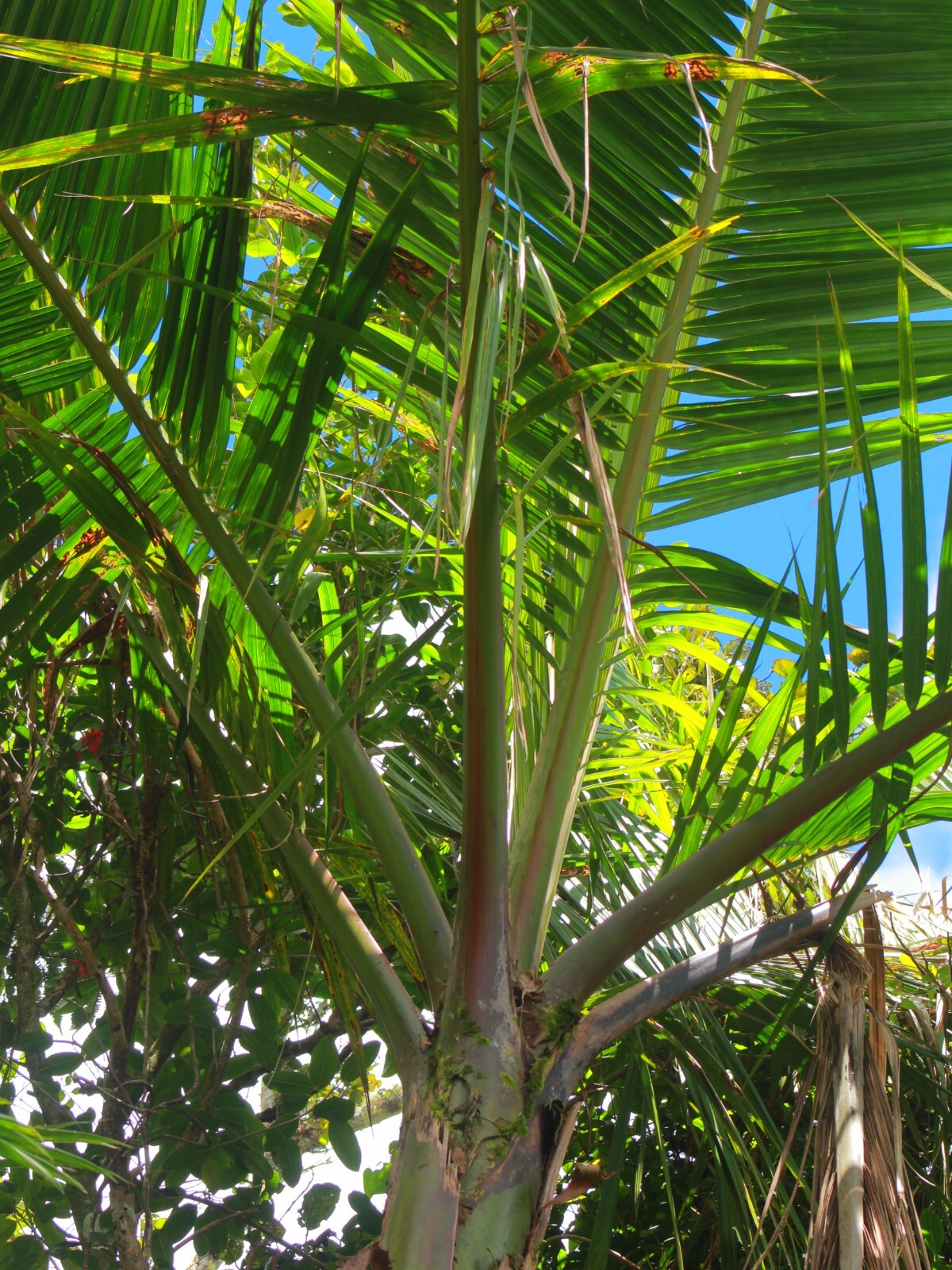 1 FT Tall : EX RARE : LIVE Prestoea Acuminata Sierra Palm Shade Rainforest Exoti