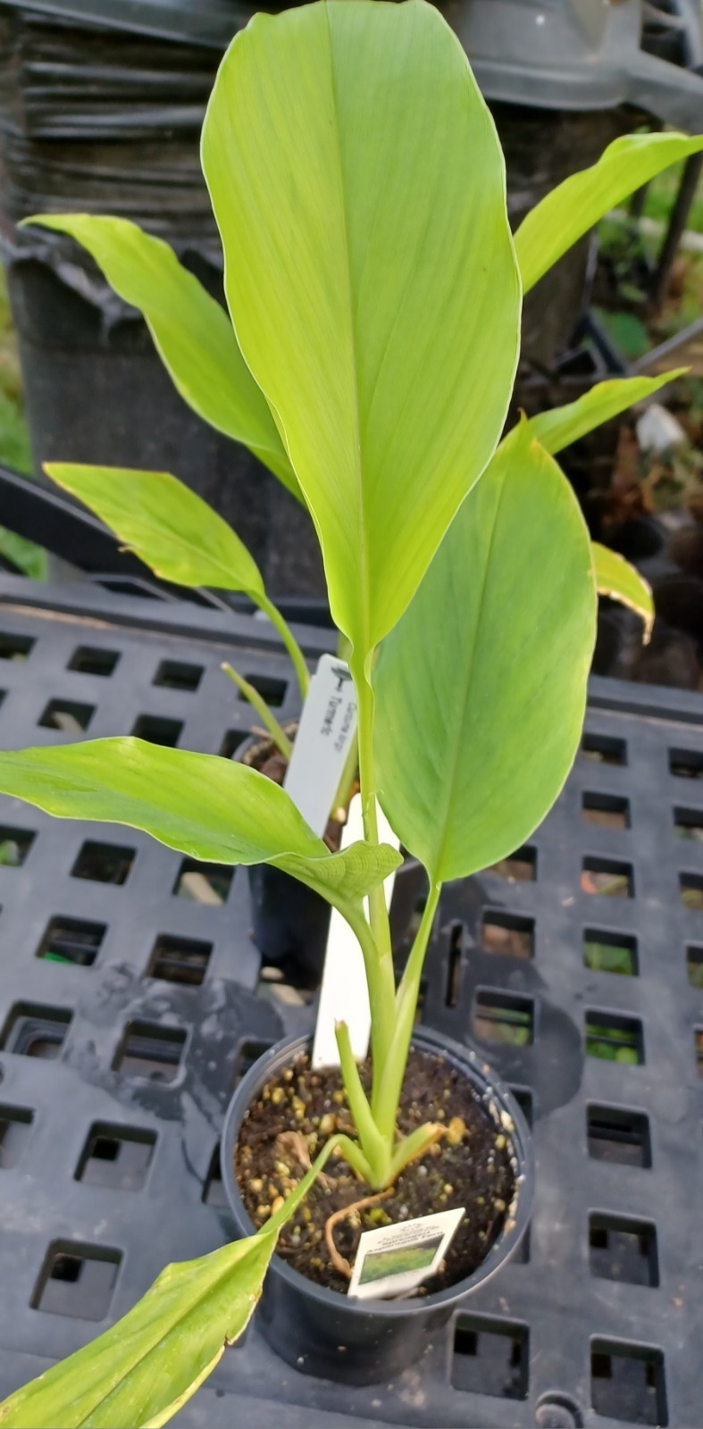 Turmeric Ginger – Curcuma longa -12 Inch Live Plant In a Pot