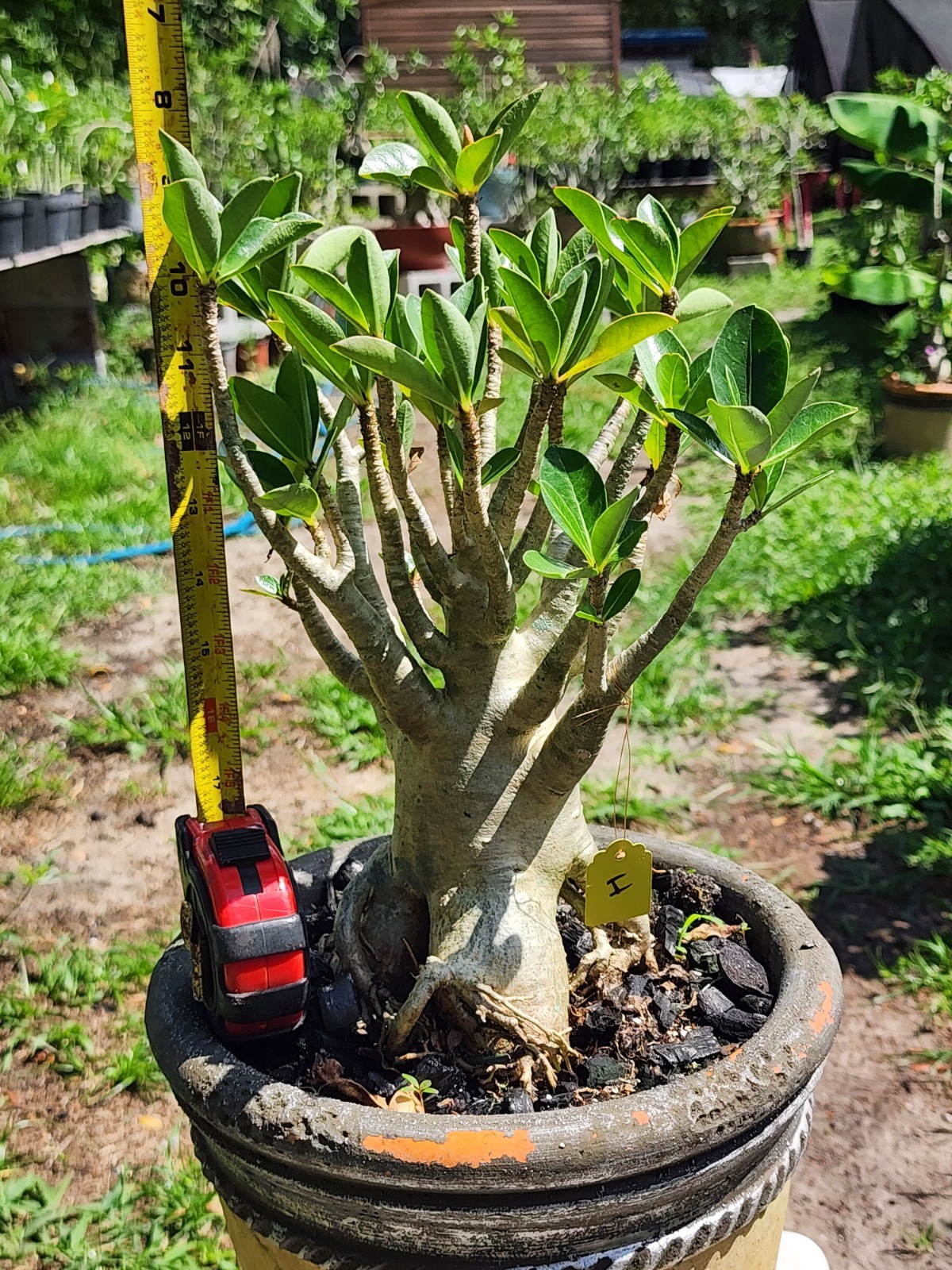 #H…Adenium THAI SOKO Desert Rose… torpedo !! Plant perfect for bonsai