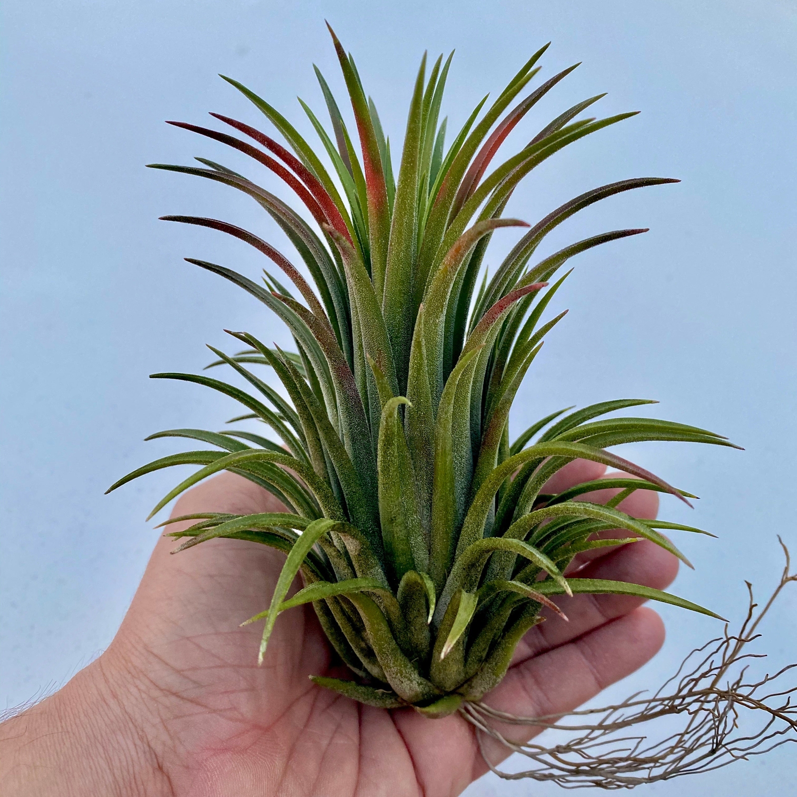 Ionantha ‘Curly Giant’ Air Plant (Our Largest Growing Ionantha Variety)