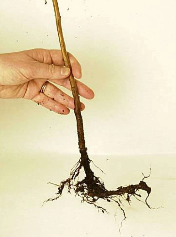 2 Double Gold Raspberry Plants Everbearing Sweet Bare Root Canes Zone 5-8