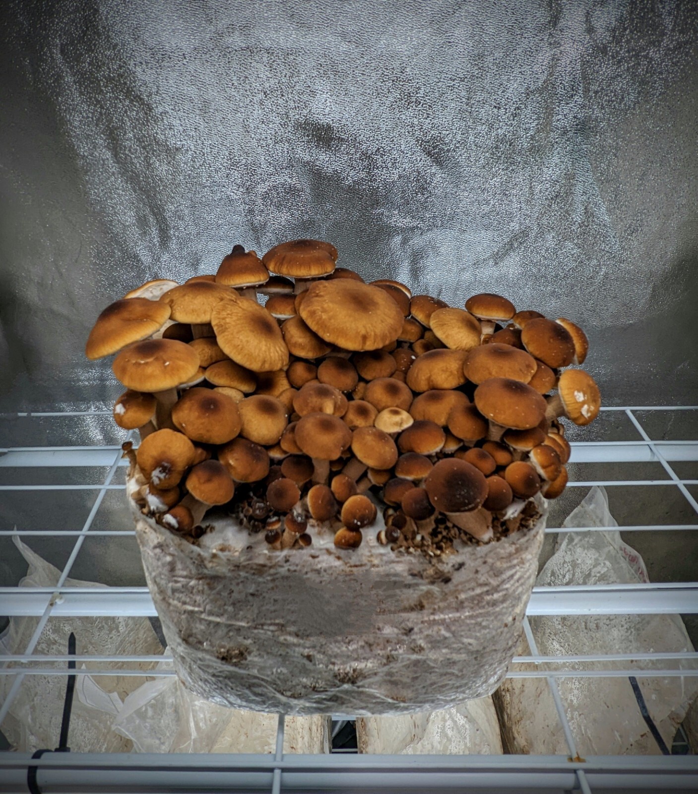 Gourmet Mushroom Culture Special! Over 180 Species Available at PrimeFungi