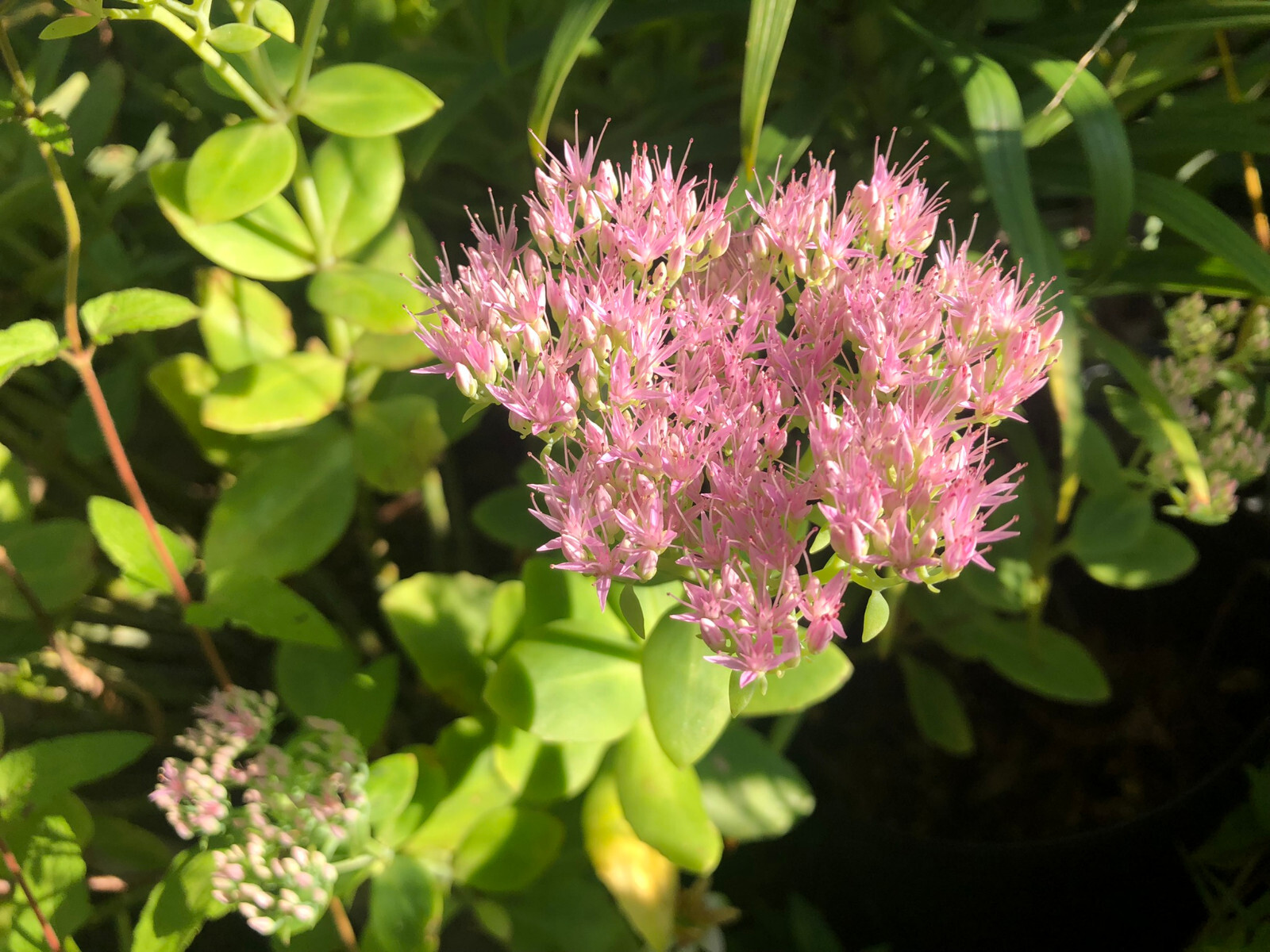 Succulent | Sedum ‘Autumn Joy’ | Sedum Stonecrop | Easy Hardy Plant | Butterfly