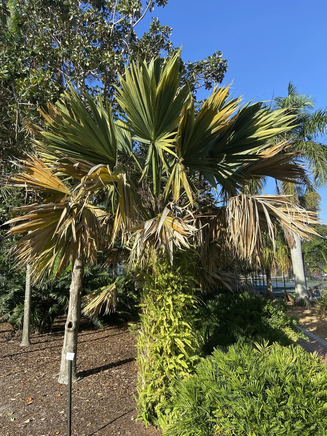 Sabal lisa palm – Extremely Rare Collector Palm | 1 Gallon Size |