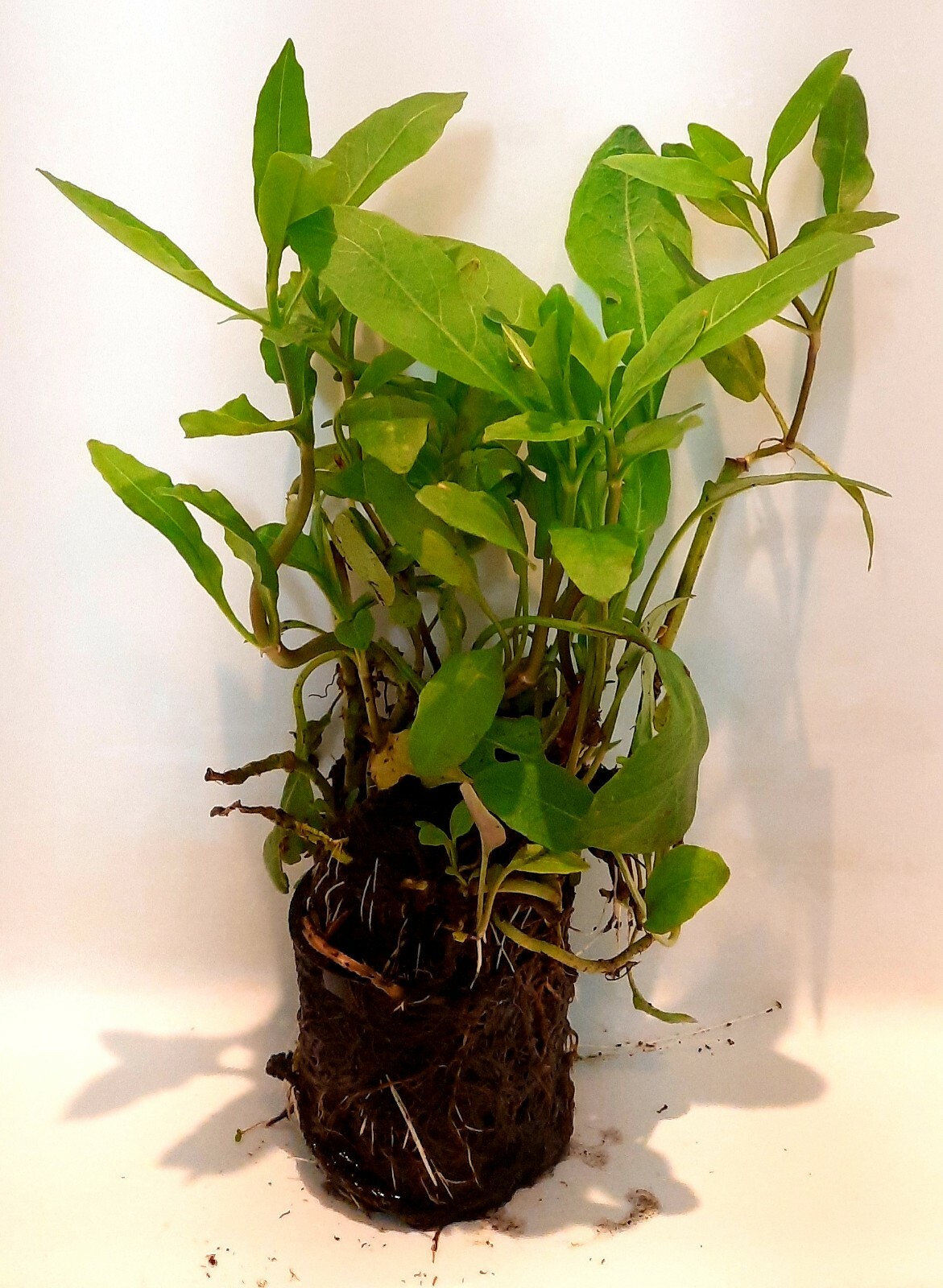 Live Cold Hardy Obedient Aquatic Pond/Bog Plant