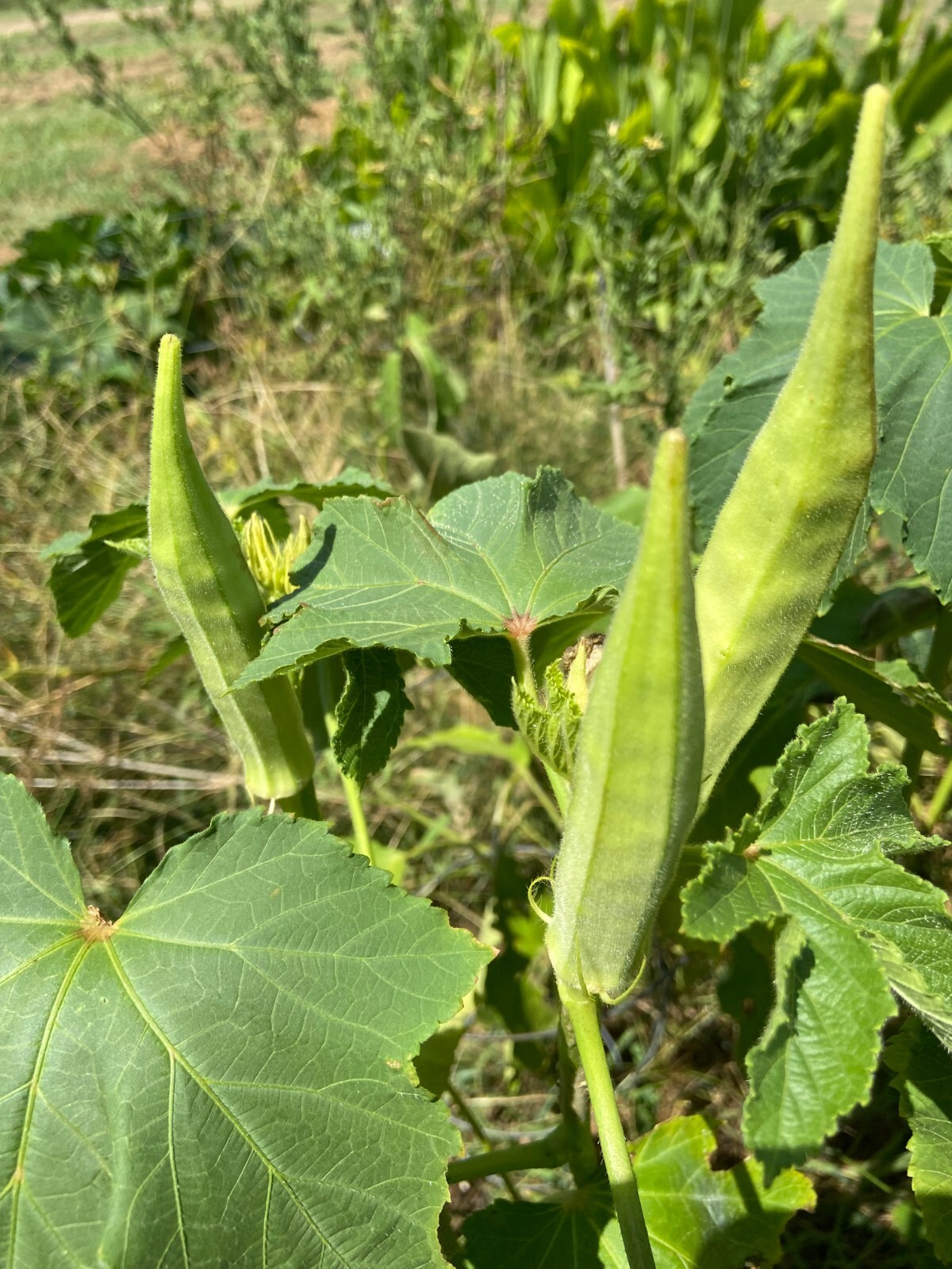 TEXAS LONGHORN OKRA – COW HORN – 25 Fresh Seeds – FREE Shipping