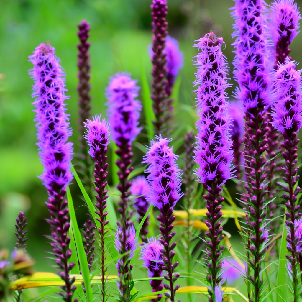 Dotted Blazing Star Flower 25 Seeds | Liatris punctata