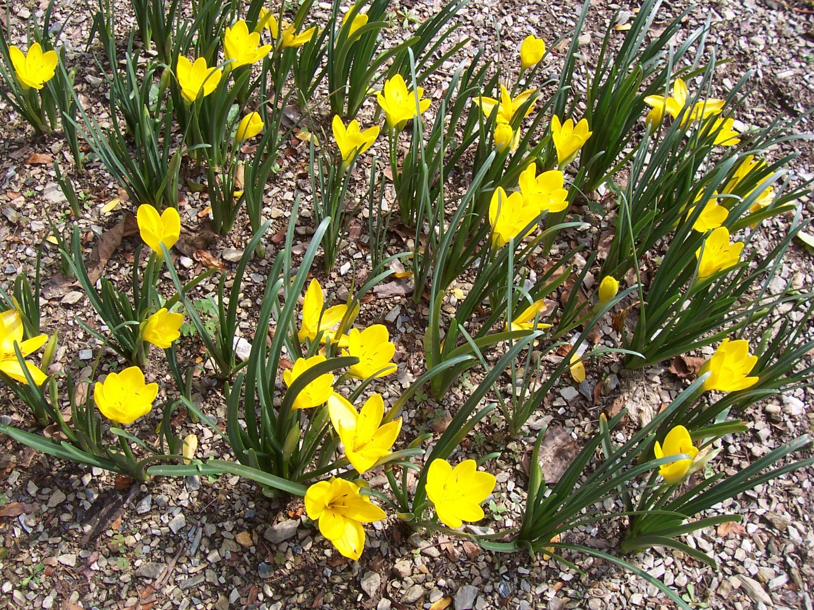 10 LARGE Fall Blooming Crocus Bulbs Autumn Daffodil Sternbergia Lutea Live Plant