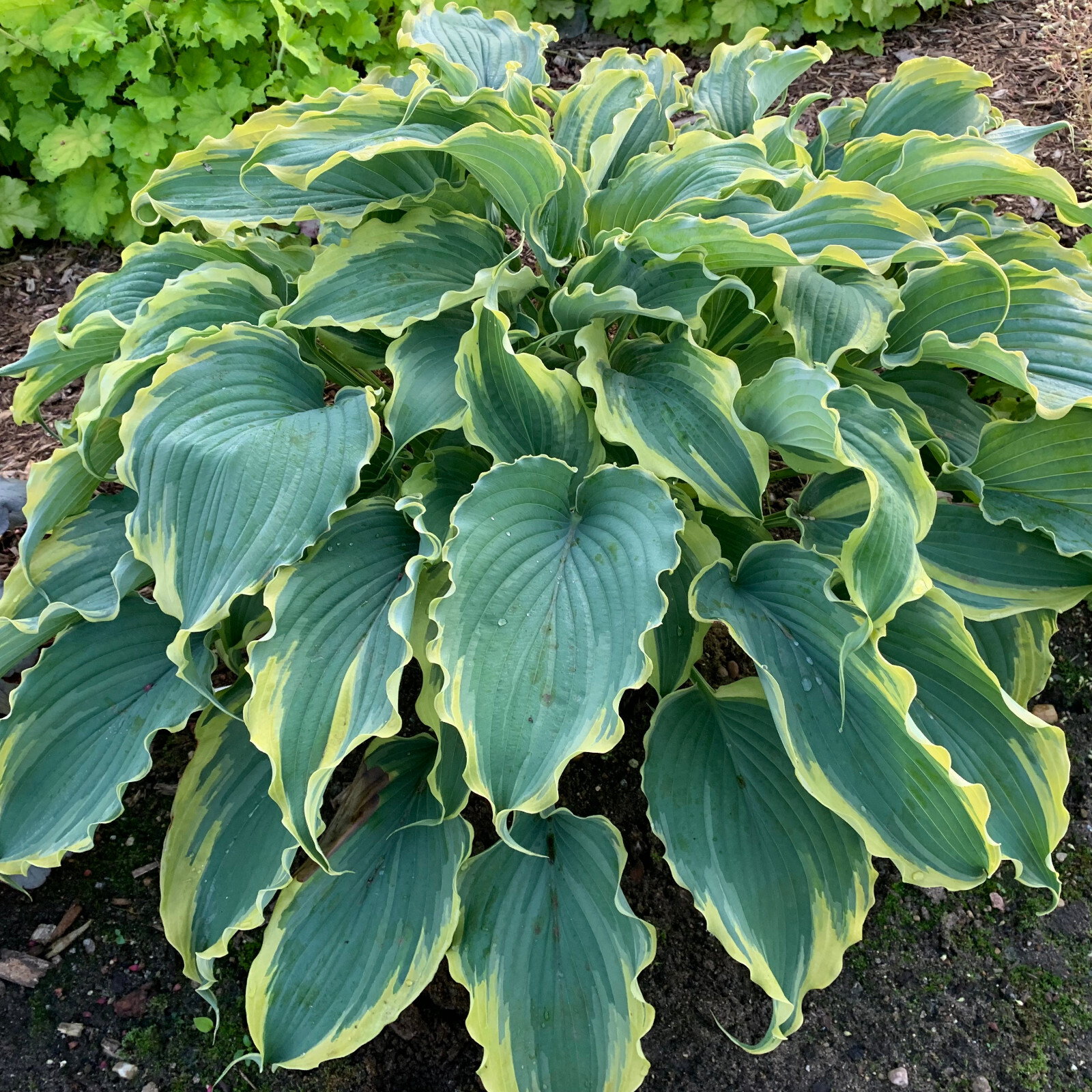 hosta VOICES IN THE WIND medium wavy disease-free 2.5″ pot = 1 Live Potted Plant