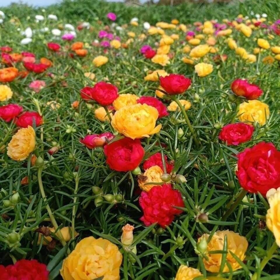 Random mixed colors of Portulaca