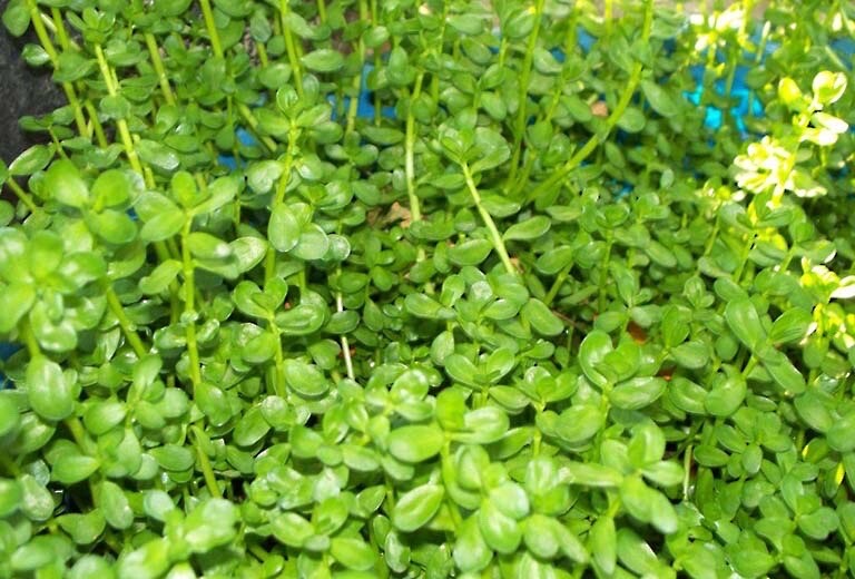 15 Live Bacopa Monnieri Brahmi Water Hyssop aquatic 12 Inch ( 15 Plants)