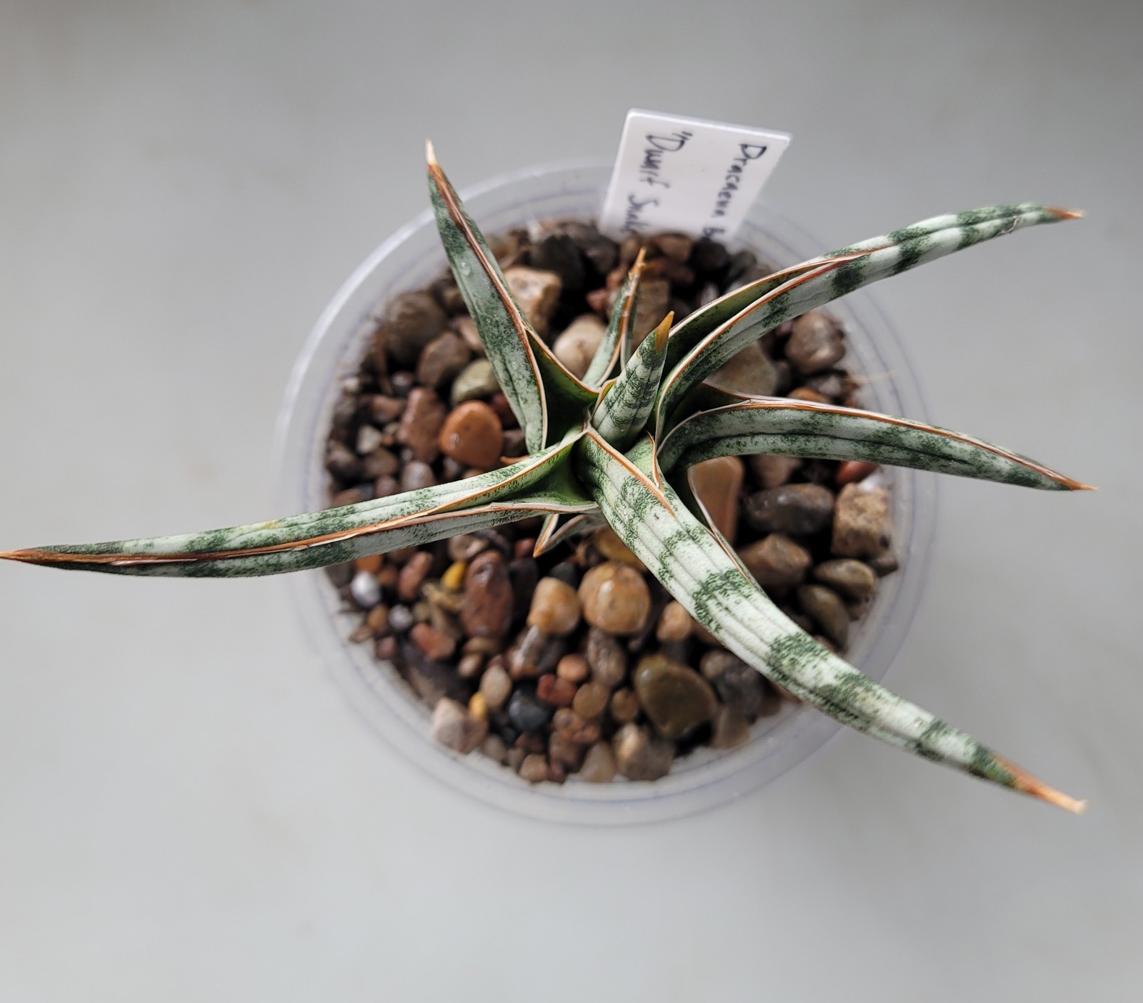 Live Cutting Dracaena Ballyi “Dwarf Snake Plant” Succulent In 4″ Pot – No Roots