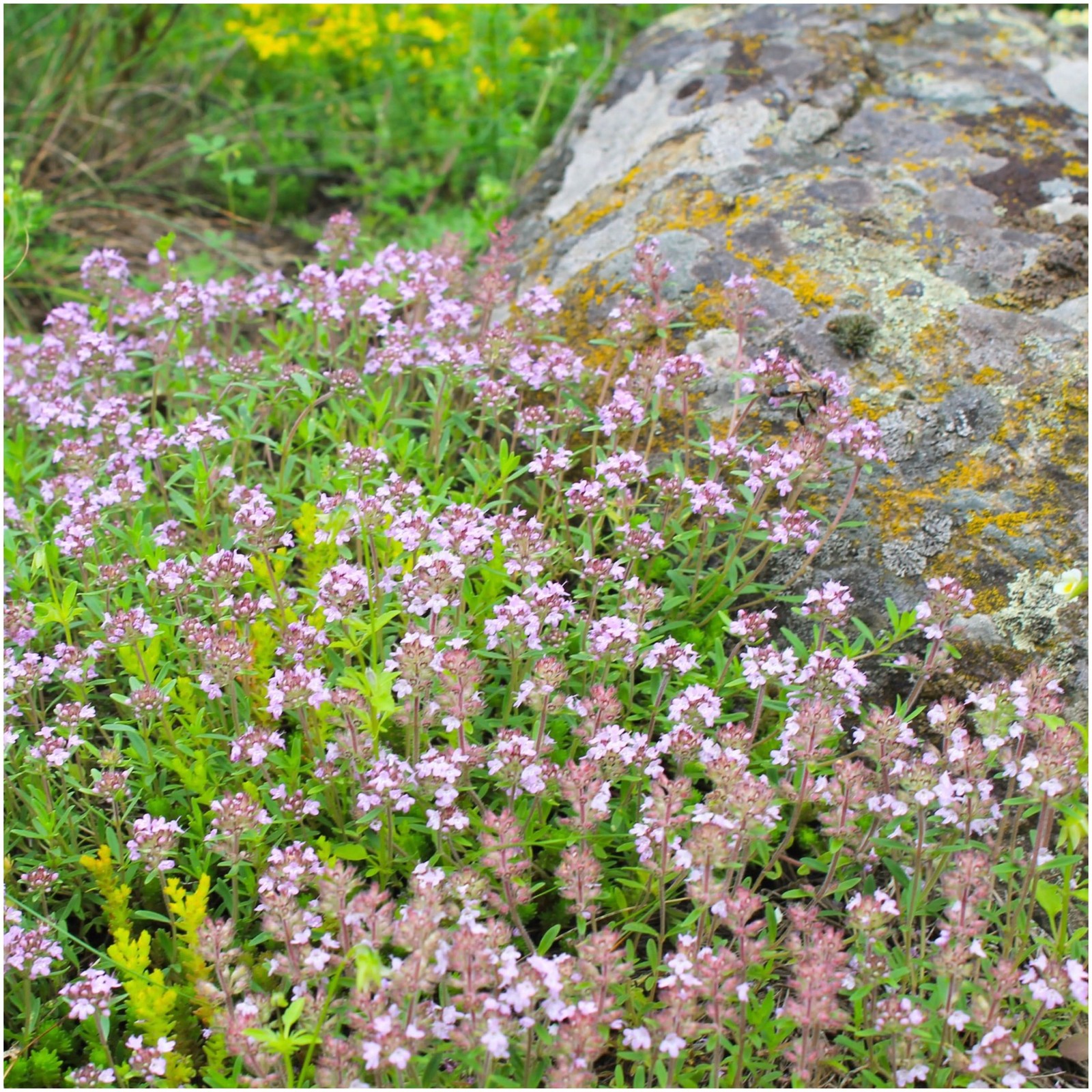 Wild Creeping Thyme Seeds For Planting (Thymus serpyllum)