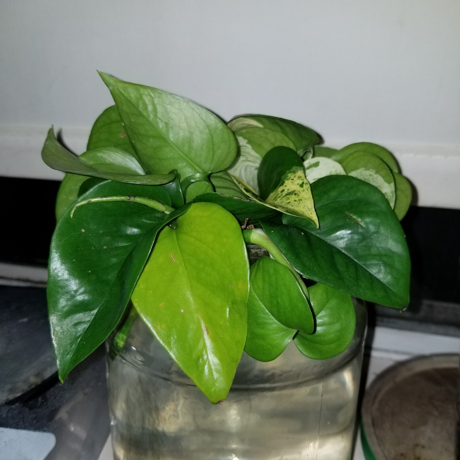 Jade Pothos – Cuttings- Rooted 20-30 Days old 3″- 8″ 6 cuttings for $10