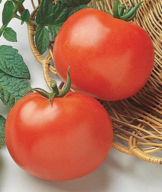 Tomato Herb Seeds 10 Packs Non GMO Heirloom Green Zebra Yellow Pear Cherry Basil