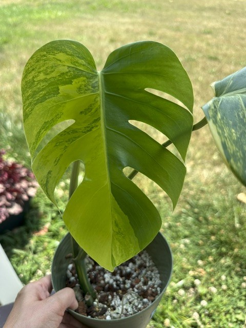 Monstera Aurea Variegated – Exact Live Rooted Plant – US Seller – A2