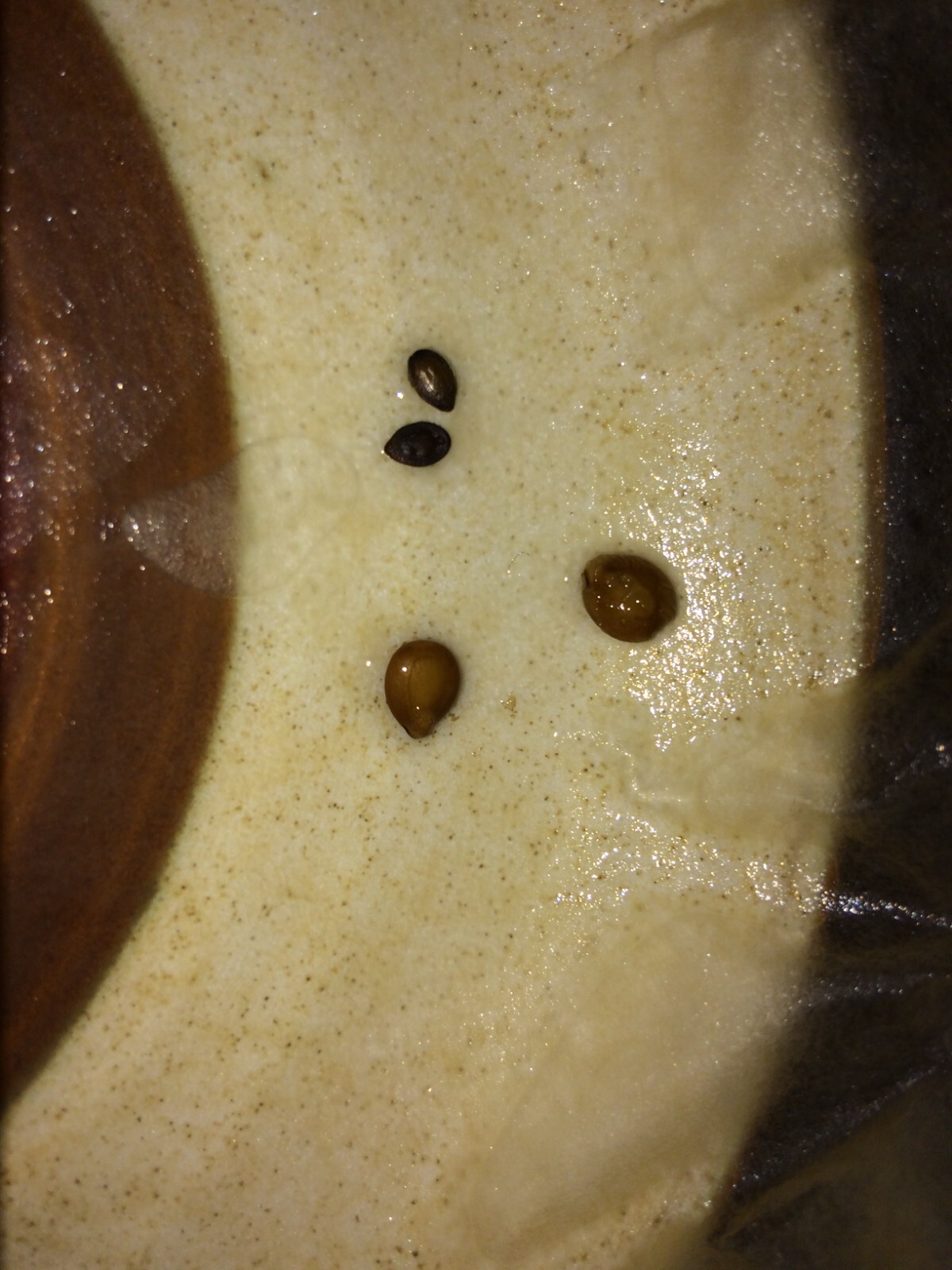 Mimosa Tenuiflora Seeds Pods – 15 Seeds – 2024 Season