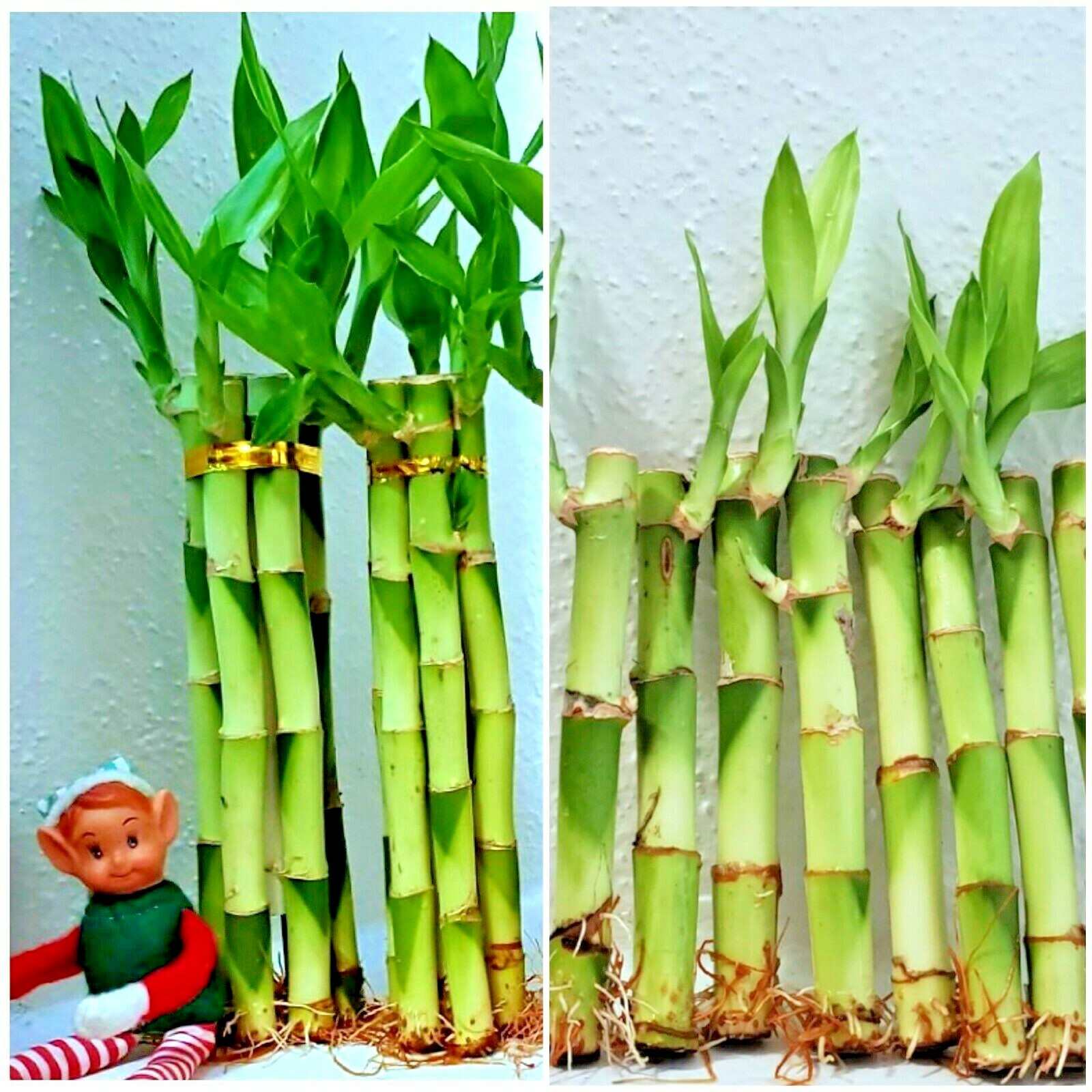 Lucky Bamboo 30 Plants – 4″ 6″ 8″ wholesale, 10 Plants each size, Free Gold Wire