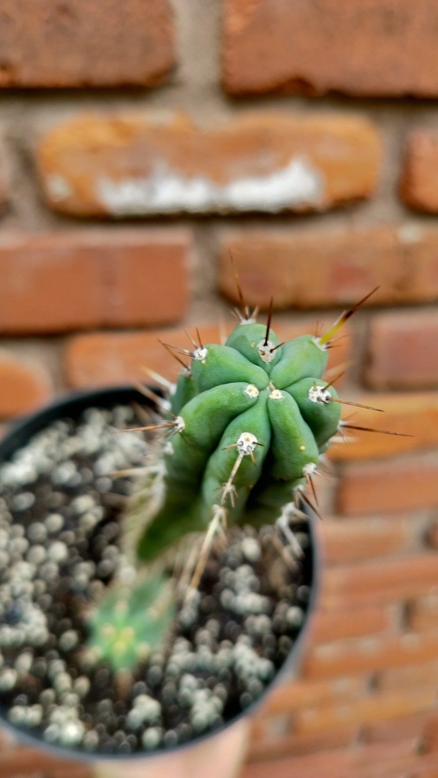 Sacred Cactus – Bridgesii Wowie Cross- Fully Rooted ( Exact Cactus)