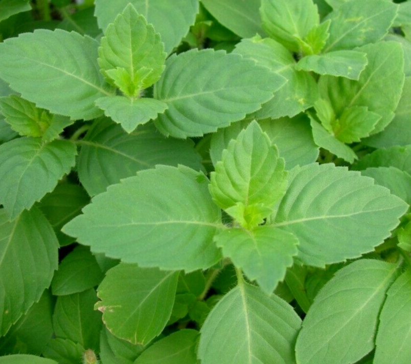 TULSI BASIL SEEDS 200+ GREEN LEAF HOLY BASIL vegetable HERB garden FREE SHIPPING