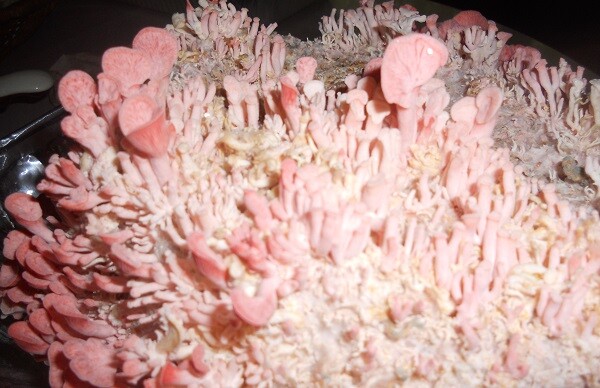 PINK OYSTER mushroom spores spawn/mycelium (on dry seeds)