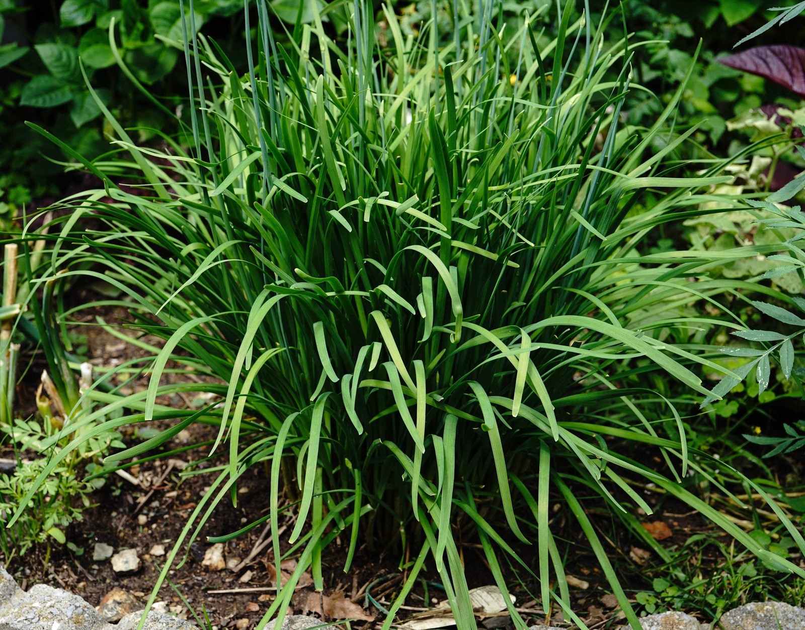 Garlic Chive Seeds (Allium tuberosum) ~Culinary Herb Perennial Pollinator Garden