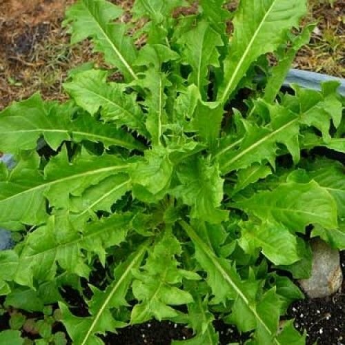 French Dandelion Seeds – Detoxifying – Organic Herb – Salad Greens – 30 Seeds