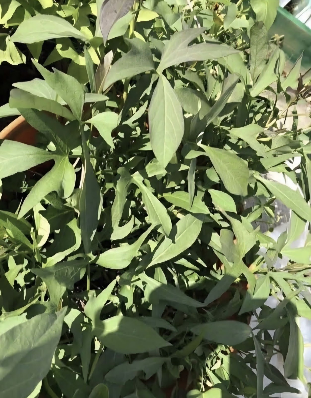10 Red Skin White Slips Vietnam Sweet Potato-Cuttings-Khoai Lang Đỏ-Have Roots