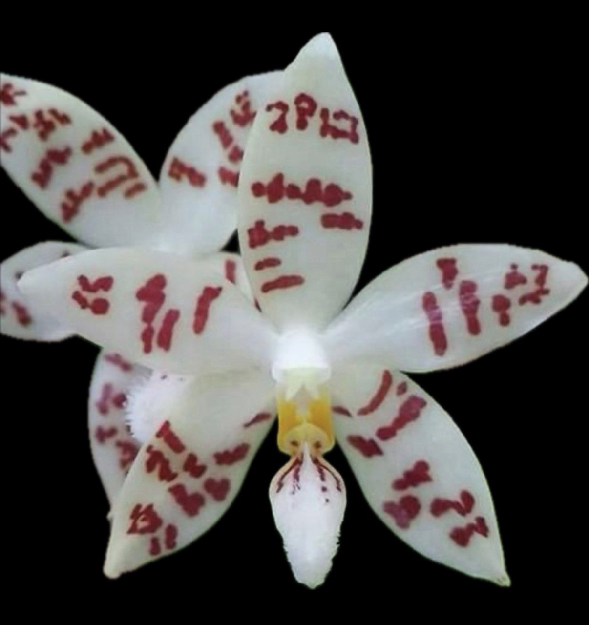 Phalaenopsis Zebrina IN SPIKE Species Orchid Plant