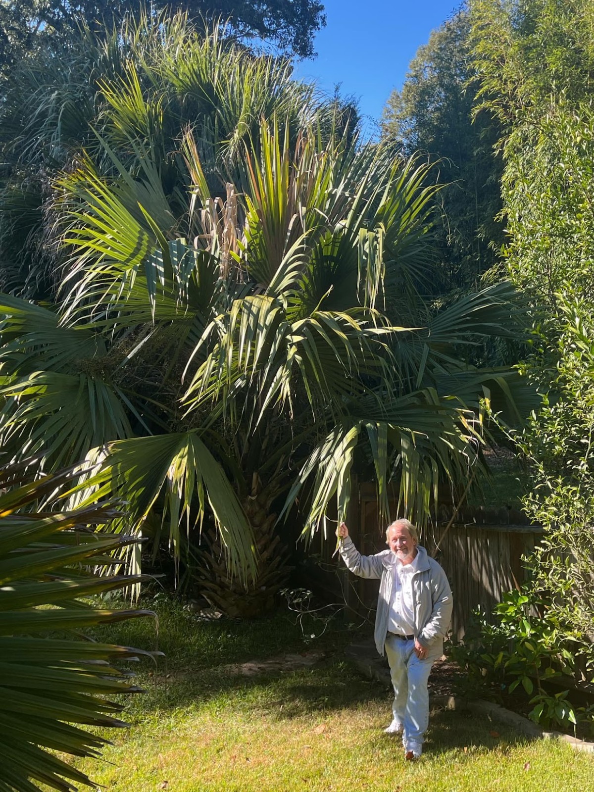 Sabal “carribean mystery” seedlings HUGE parent (rare and hardy!)