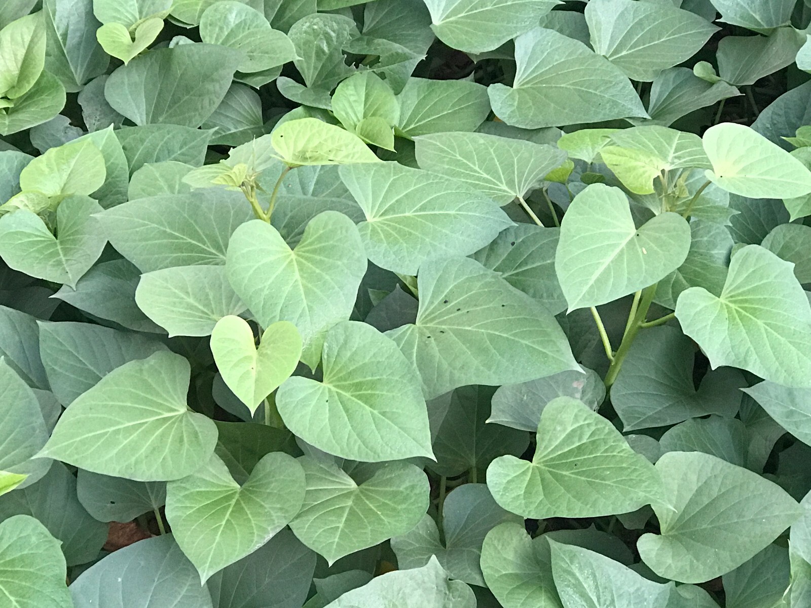 10 Fresh Edible Sweet Potato Plant Vine Cuttings, Beauregard Sweet Potato slips