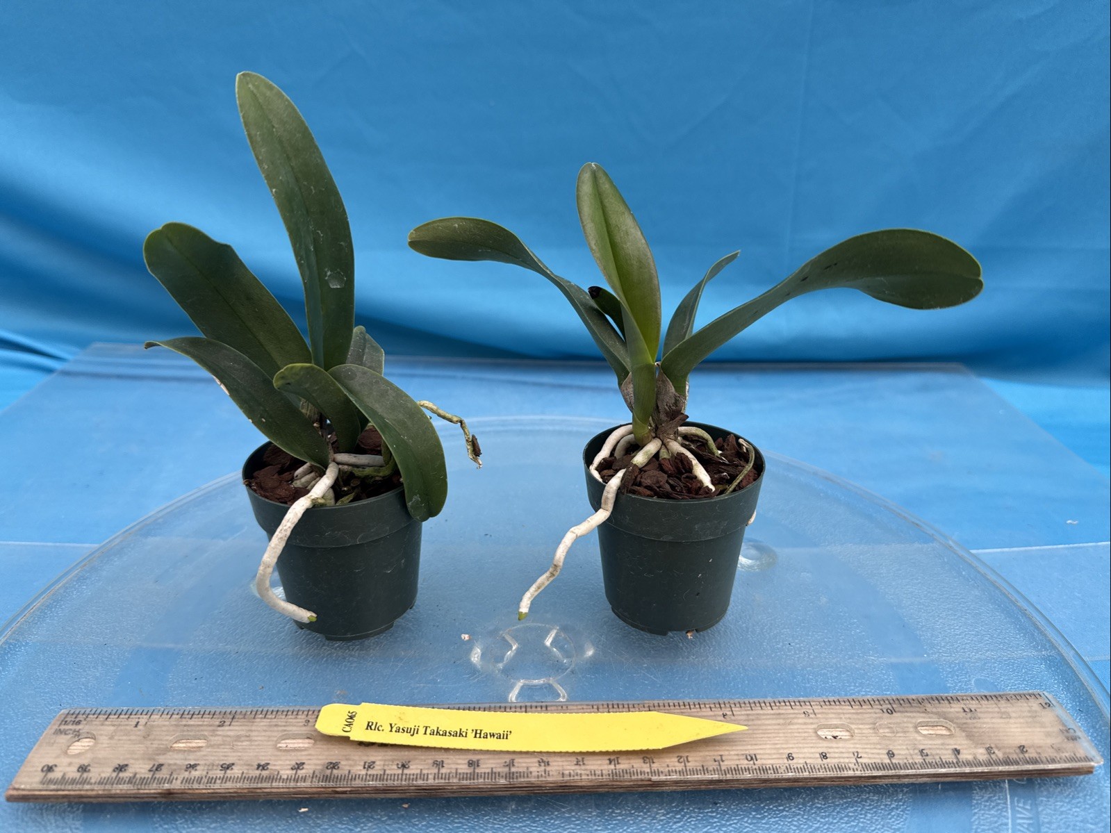 Cattleya Rlc Yasuji Takasaki Orange Red ‘Hawaii’ Fragrant Orchid Hybrid 2” Pot