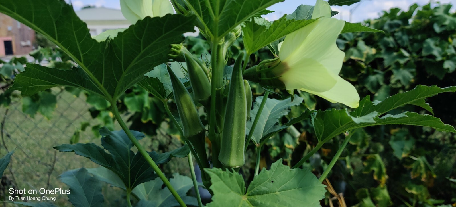 High-yield OKRA seeds / Đậu Bắp Cao sản for 2024 season. US seller