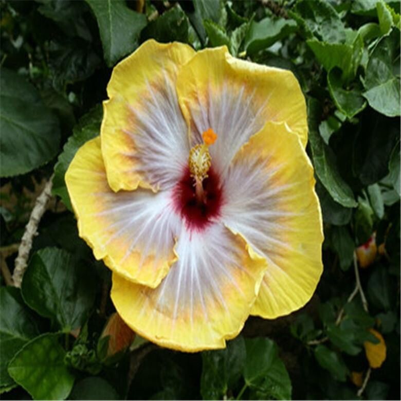 20 MIXED COLOR SEEDS HIBISCUS flower exotic bloom garden/house plant USA Seller