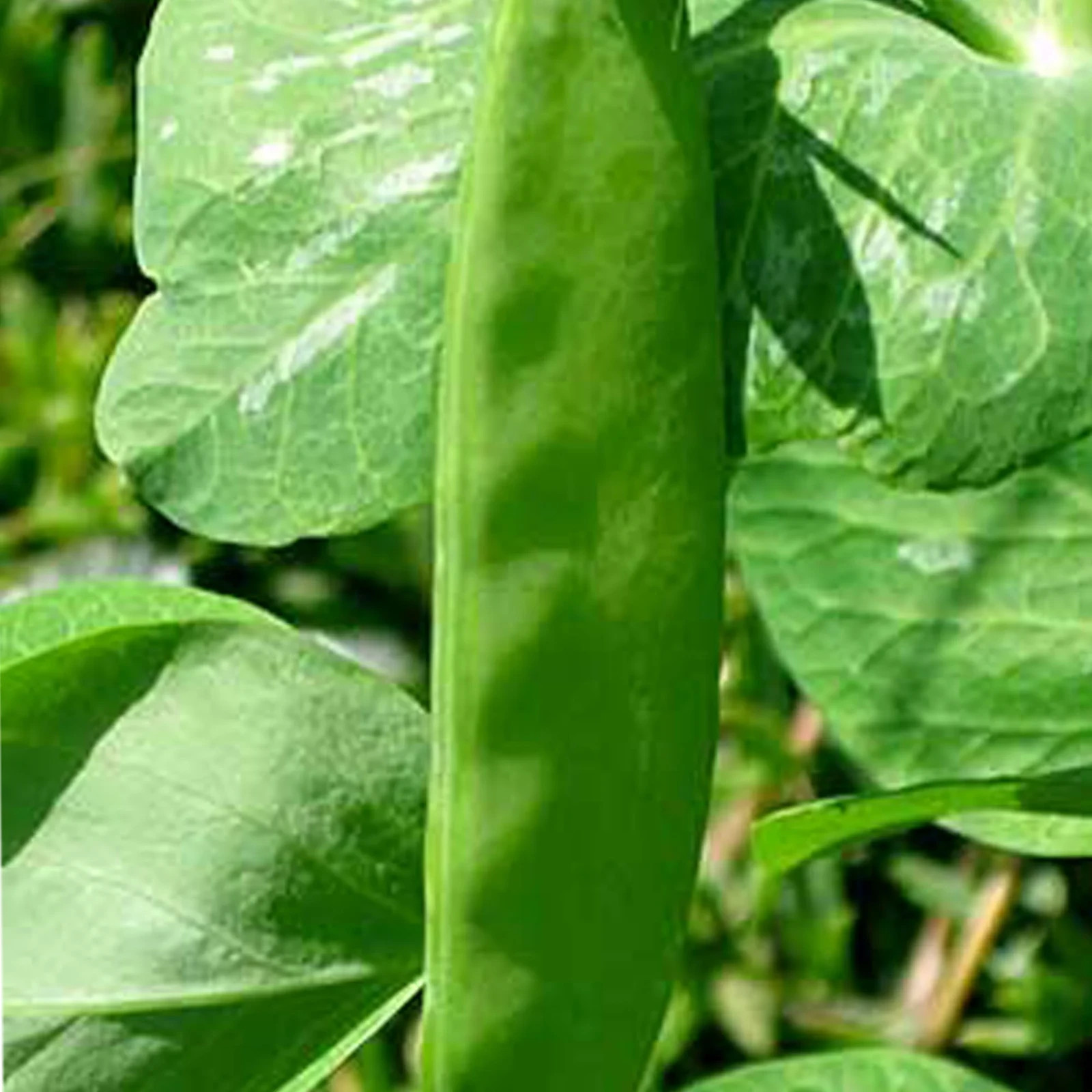 Kentucky Dreamer Bush Green Bean Seeds, Snap Bean, NON-GMO, Heirloom, FREE SHIP