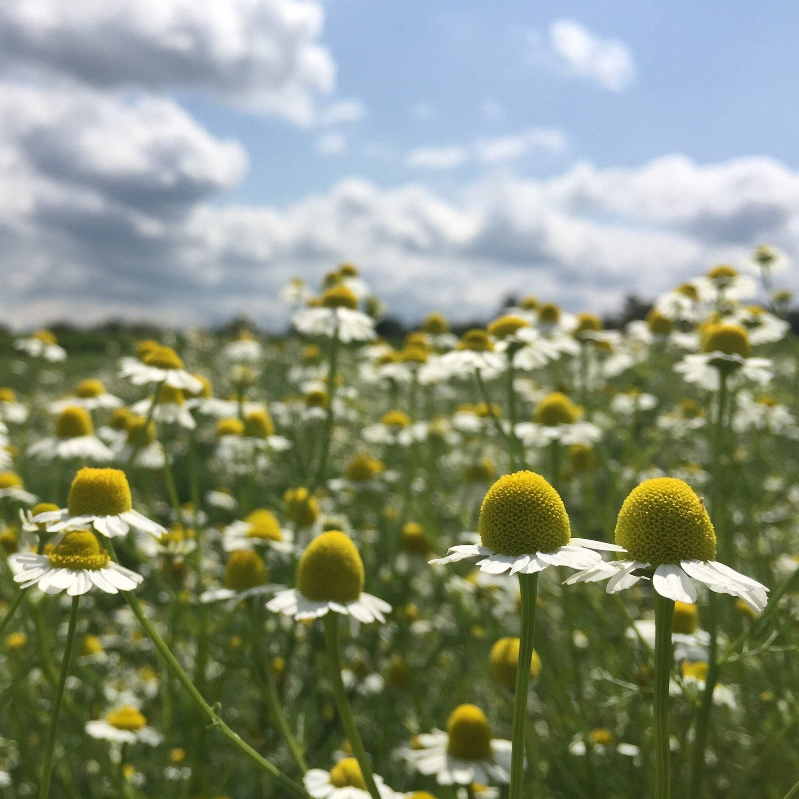 German Chamomile Seeds (Matricaria recutita) ~Traditional Herb Pollinator Garden