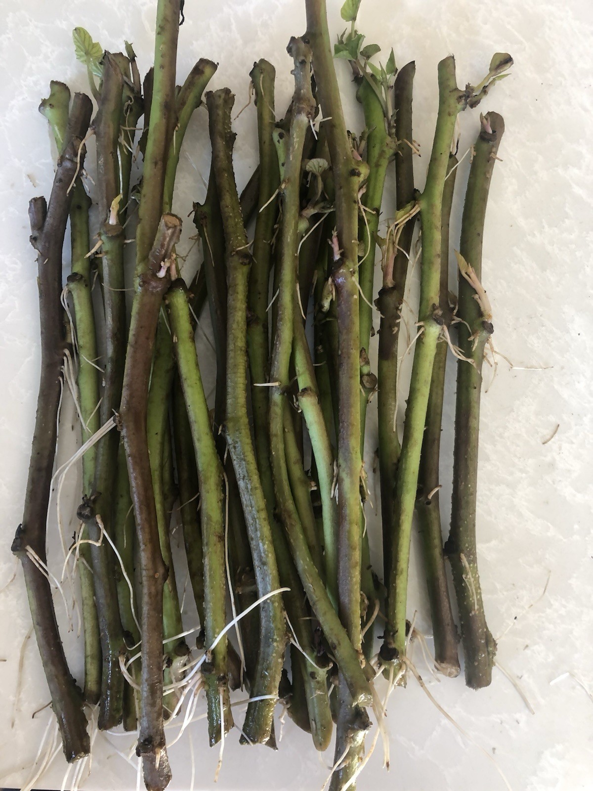 20 Slips Sweet Potato Slips Cutting Vines Ready To Plant