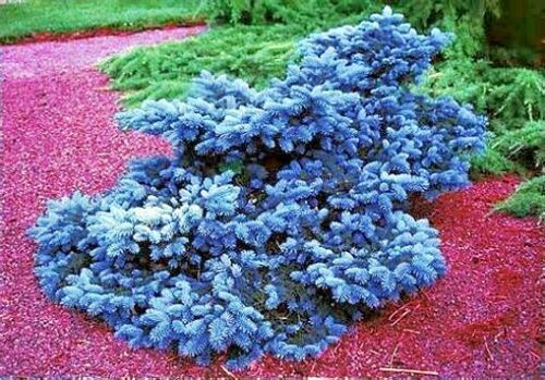 COLORADO BLUE SPRUCE TREE SEEDS (Picea pungens) “Glauca” Cold Hardy Bonsai Plant