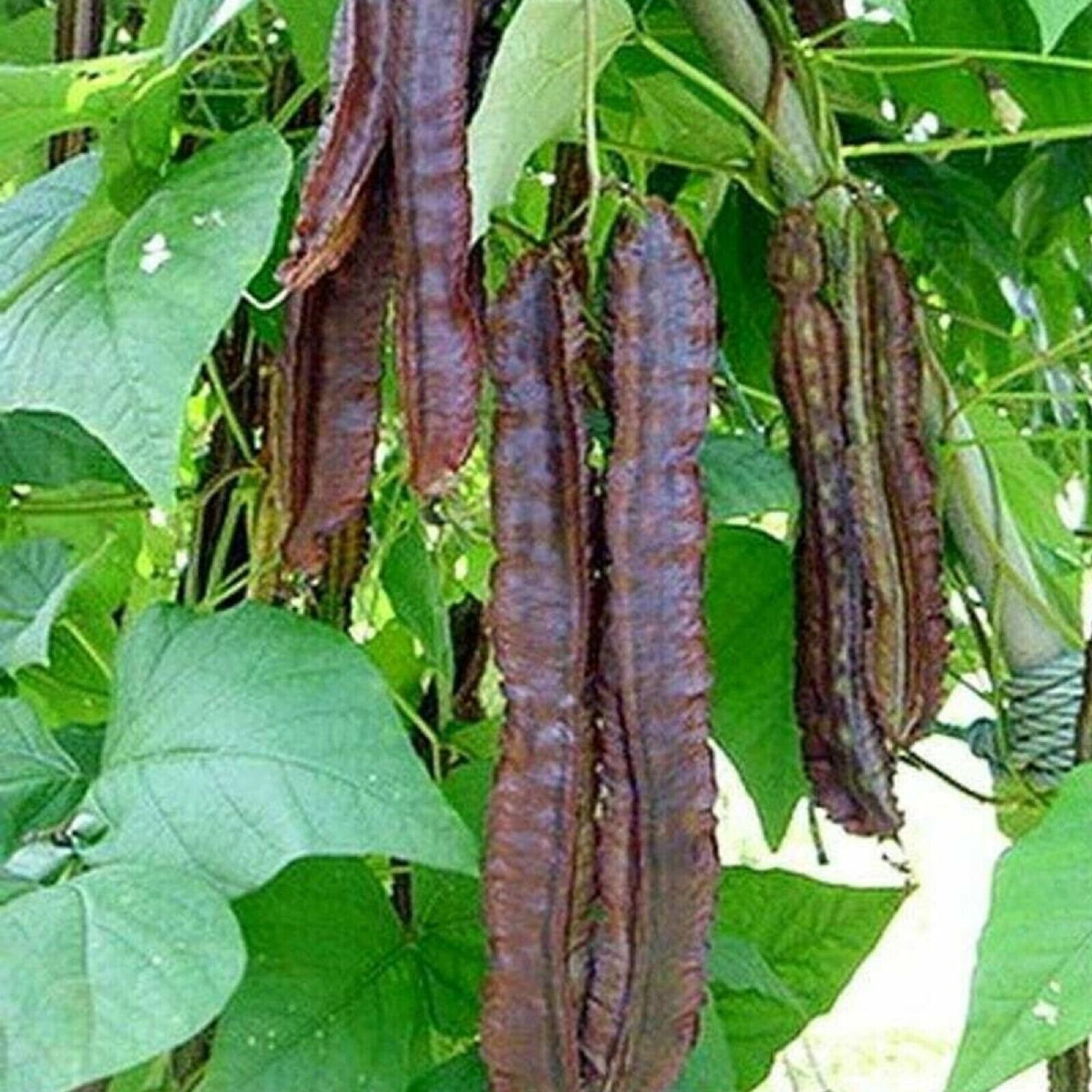 Winged Bean / Dragon Bean / Seeds (25) / HEAT TOLERANT POLE / RARE / Easy